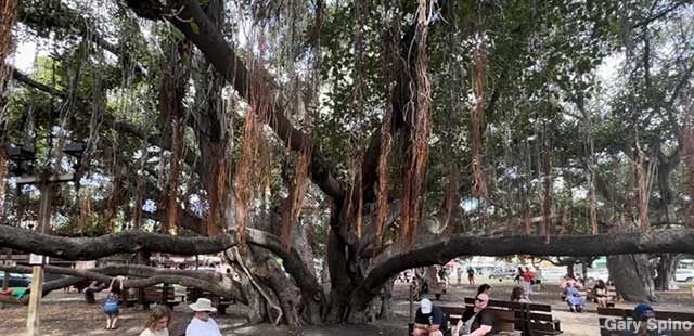 Largest Banyan Tree.