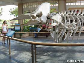 Sperm Whale skeleton.