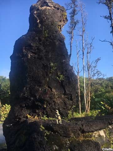 Lava Tree.