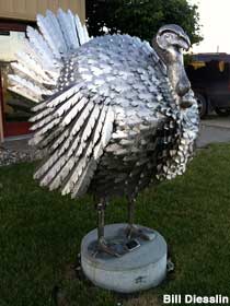 Metal Turkey.