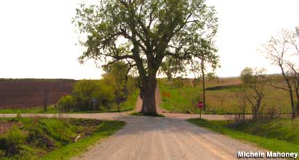 Tree in Road, Brayton, Iowa.