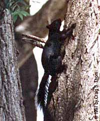 A black squirrel, Council Bluffs, Iowa.