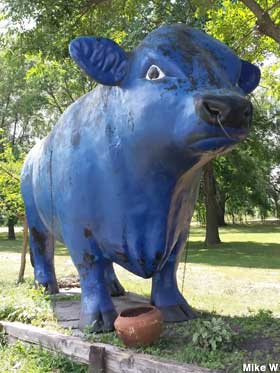 Blue ox.