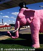 Marquette elephant.