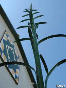 Largest corn stalk replica.