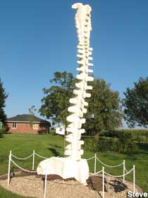 Spine carved from tree trunk.