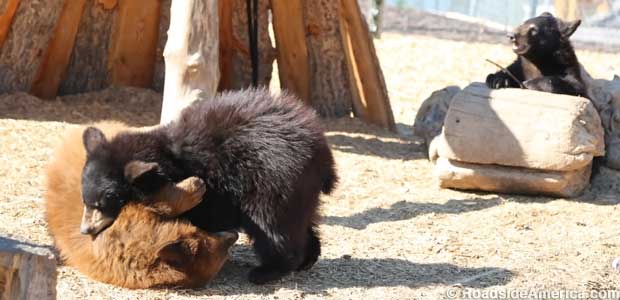 Bear cubs frolic at Yellowstone Bear World.
