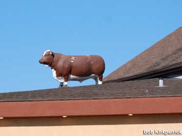 Bull on roof.
