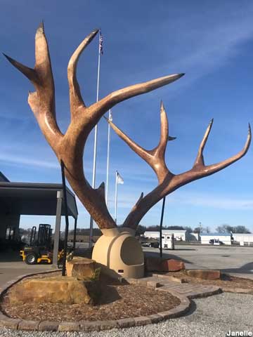 Giant antlers.