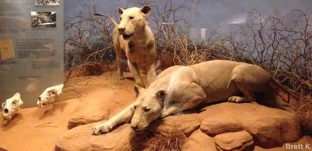 Chicago, IL - Man-Eaters of Tsavo