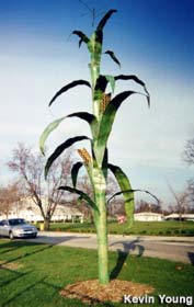 Giant corn stalk.