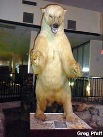 Polar Bear in the hotel lobby.