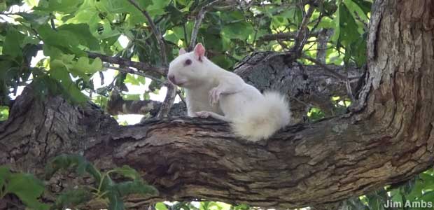 White squirrel.