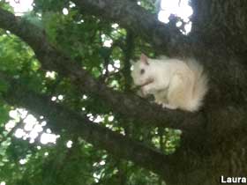 White squirrel.