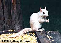 White squirrel in Olney, Illinois.