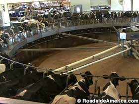 Rotating turntable with 72 cows.