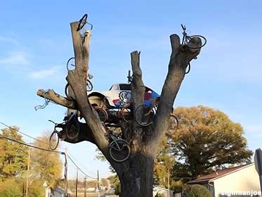 Tree with car and bikes.