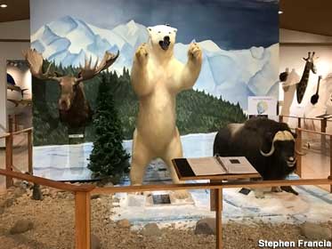 Polar bear display.