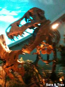 Dino exhibit.