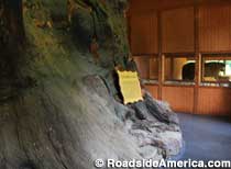 World's Largest Sycamore Stump