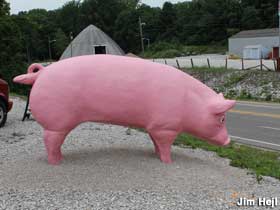Big pink pig.