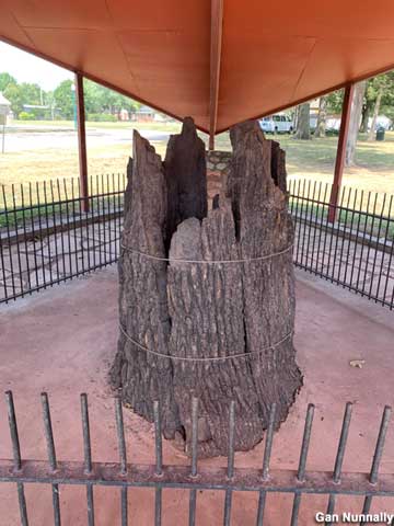 Stump of the Council Oak.