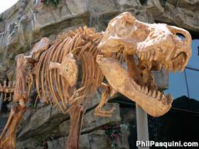 T-Rex skeleton.
