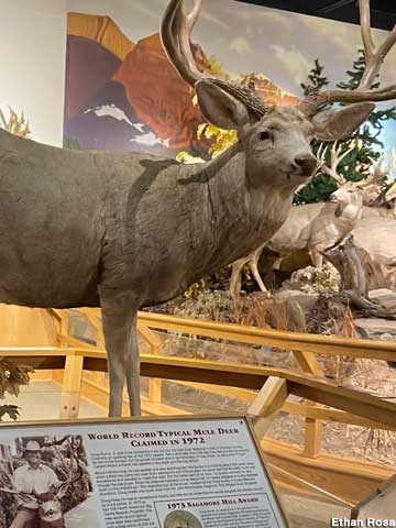 World Record Typical Mule Deer - 1972.