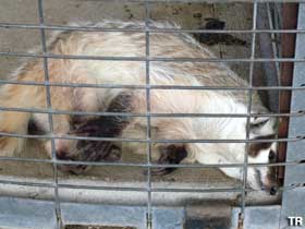 Caged badger at Prairie Dog Town.