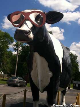Cow with glasses.