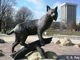 Wildcat statue.