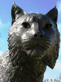 Wildcat statue.