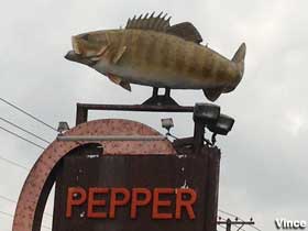 Fish at Pepper Tackle.