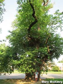 Largest Sassafras Tree