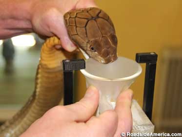 Bare-handed snake milking requires steady nerves and a funnel.