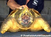 Big turtle at Zam's Swamp Tours.
