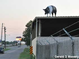 Pig on the roof.