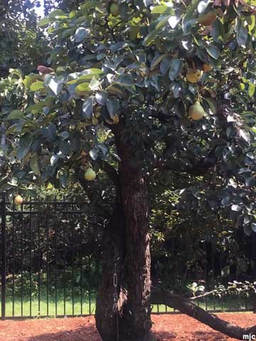 Pear Tree.