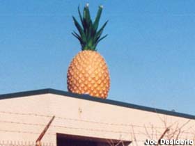 Big Pineapple.