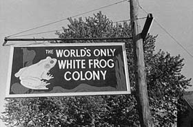 World's Only White Frog Colony.