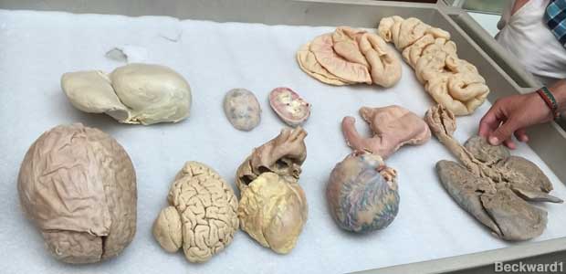 Brains and organs.