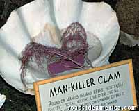 Man Killer Clam.