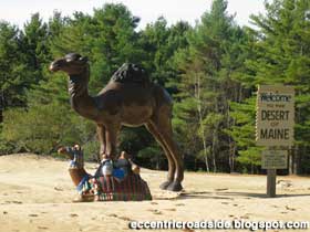 Camels in the Desert of Maine.