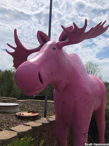 Pink Moose.