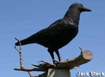 World's Largest Crow.
