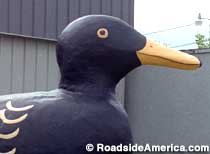 Original Black Duck of Blackduck.