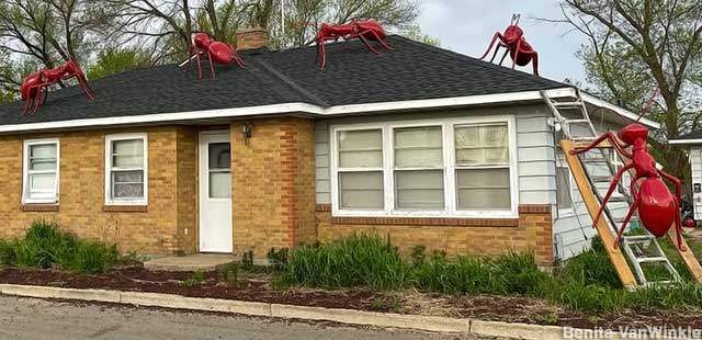 Ants on the roof.