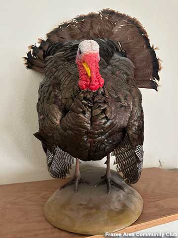 This turkey served as the model for Big Tom II.