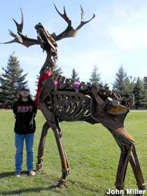 Skeletal scrap moose.