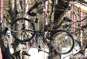 Bicycles in a shoe tree.